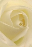 The essence of this cream-white rose draws you irresistibly into its heart, much like the welcoming calm of Castelnau's tree-lined avenues. From the first spiraling petals to the luminous center, there is a sense of softness and serenity, as morning light reveals delicate shadows in every creamy fold. Each petal feels as if brushed with dew, inviting the imagination to sense both the velvety texture and understated fragrance. The quiet drama and emotion evoked echo the thoughtful gestures made by neighbors along Castelnau's charming residential streets-moments of sympathy, admiration, or new beginnings captured in bloom. As a florist steeped in local tradition, I see the soulful artistry behind this rose: its elegant structure, the nuanced shading, and the perfect unfurling, all coming together in a creation imbued with care. For any special occasion or heartfelt message, this rose embodies the soothing, dignified beauty beloved throughout Castelnau, making it a poignant choice for delivery to those you cherish most.